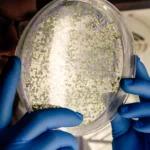 Domivita | Test na grzyby BICOM bez opisu