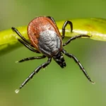 Domivita | Test specjalny borelioza i koinfekcje BICOM bez opisu